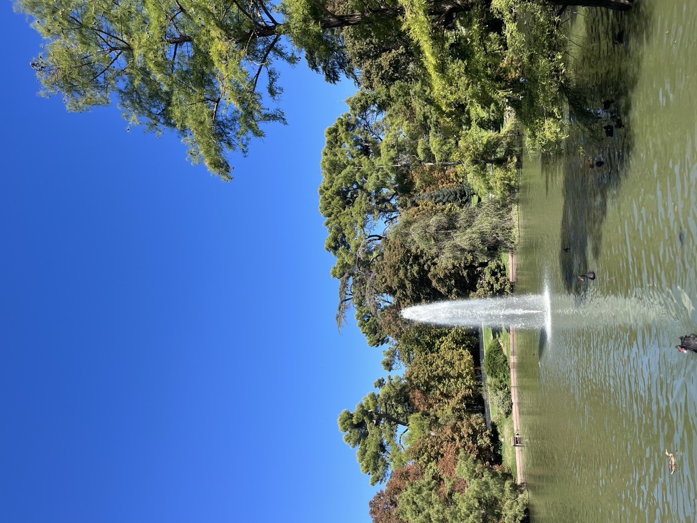 Fountain and lake with black swans at El Retiro park, Madrid