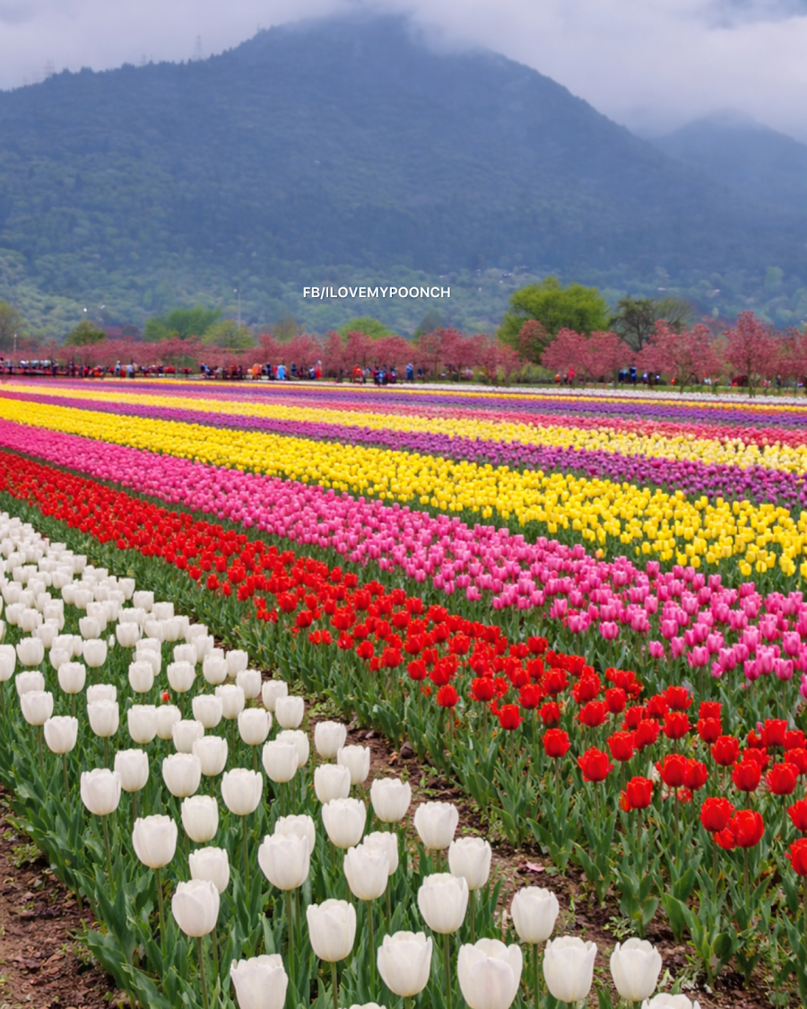Indira Gandhi Memorial Tulip Garden, Srinagar